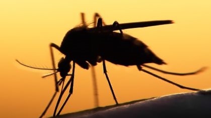 West Nile, situazione e prevenzione