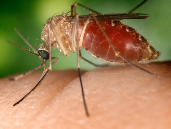 hp box west nile