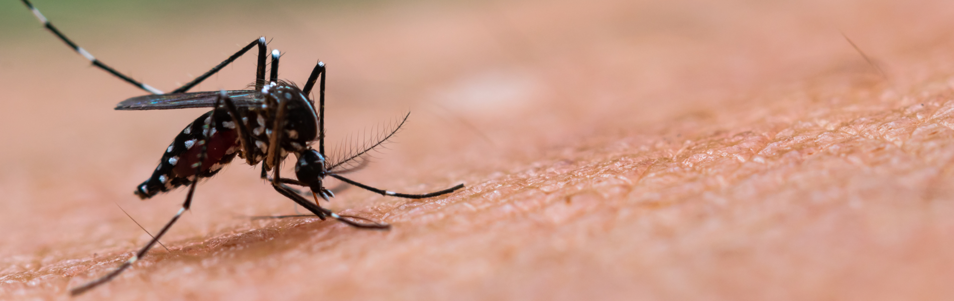 Dengue e altre arbovirosi, situazione e prevenzione