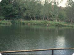 Icona