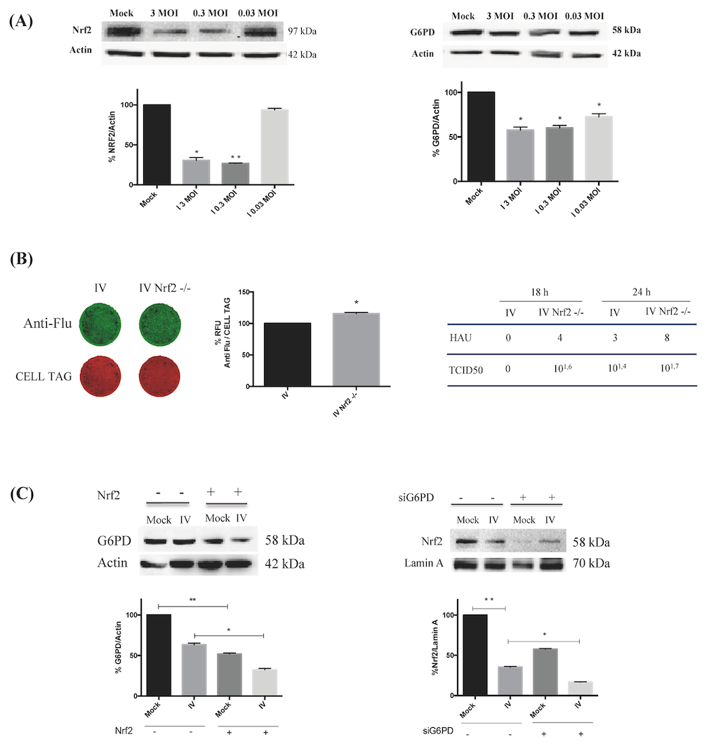 For further details regarding the image, please refer to the figure legend in the paragraph below.